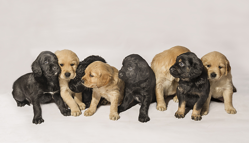 Destined to become Guide Dogs